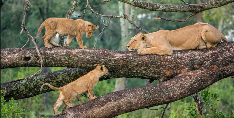 Lake Manyara Tree Climbing Lions Flamingos Tanzania