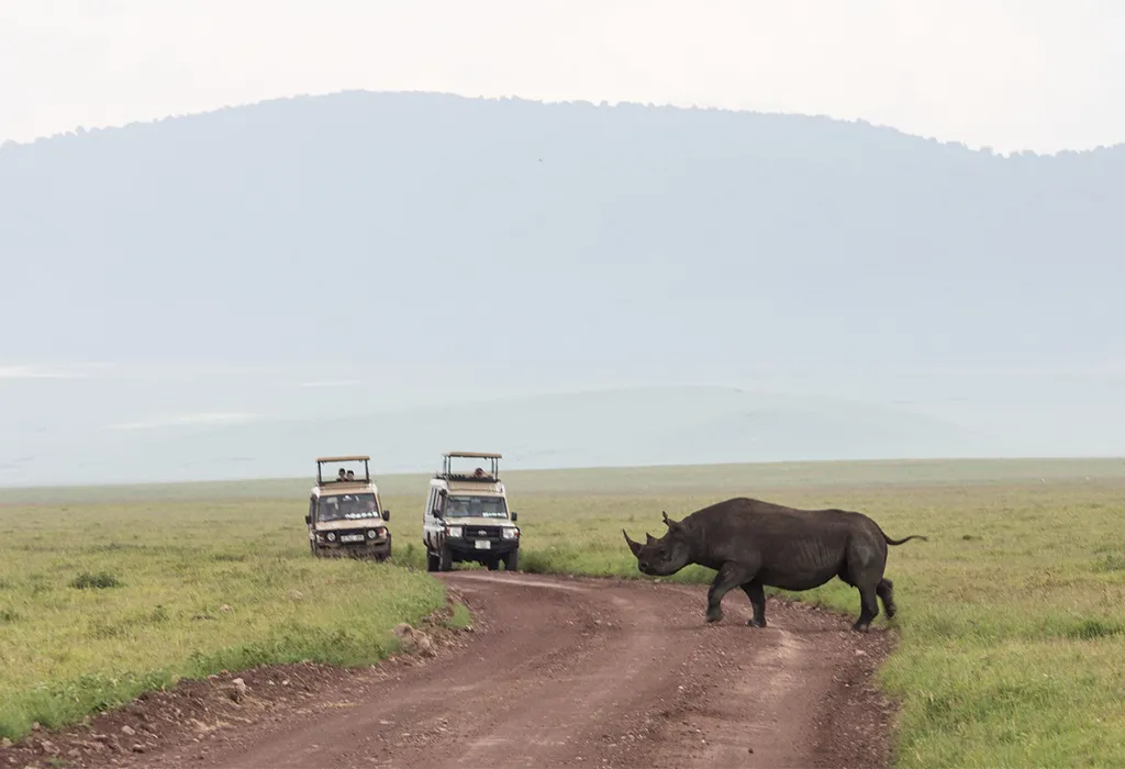 Ngorongoro Crater Wildlife Tanzania