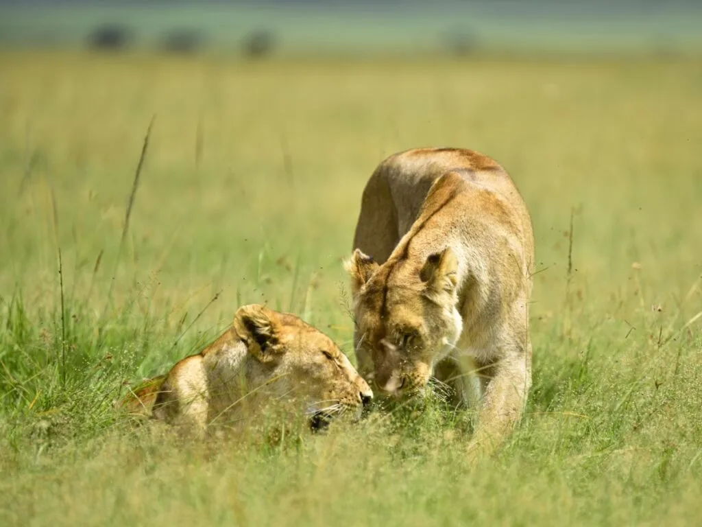 4 Days Northern Circuit Safari