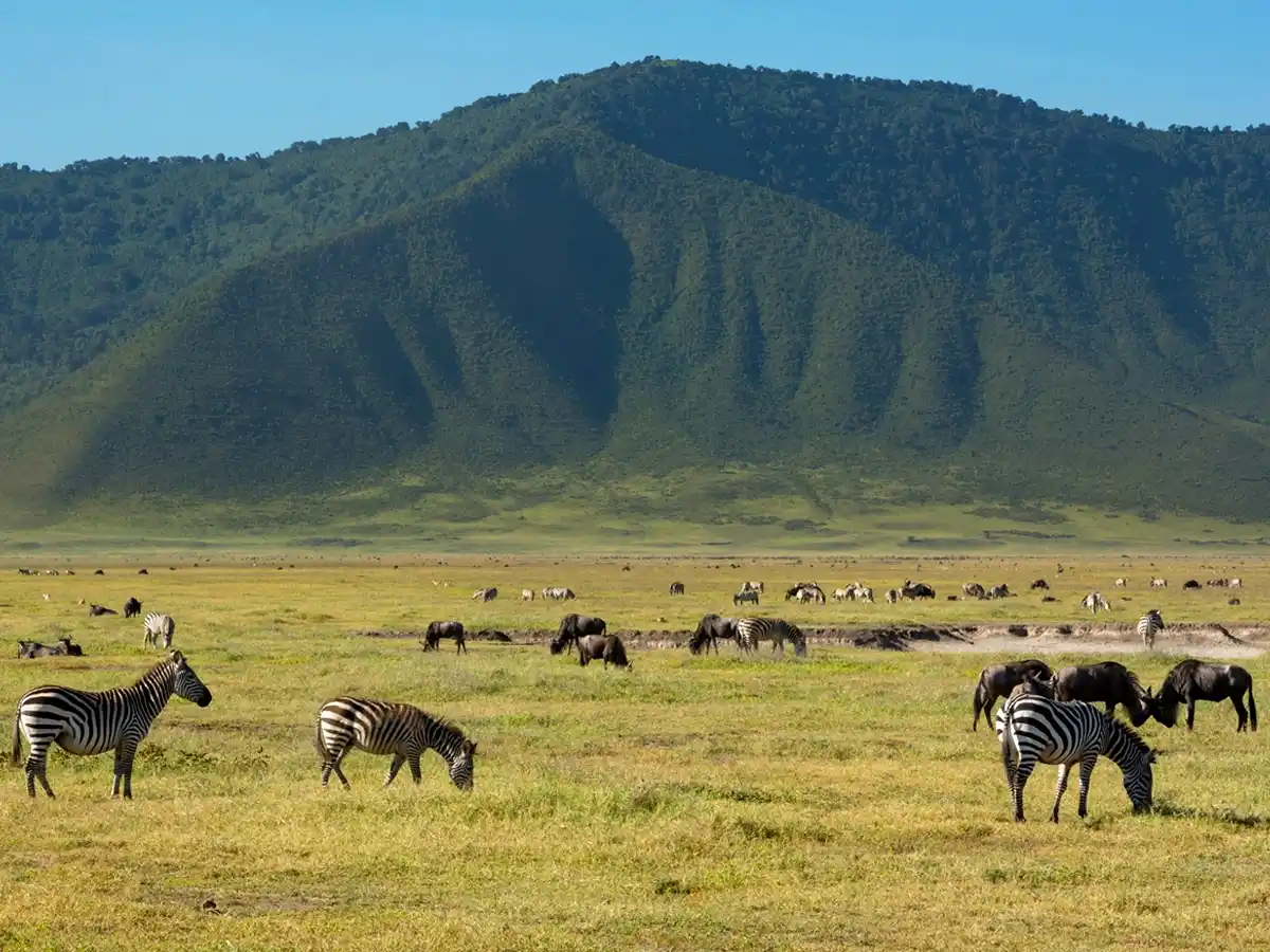 Ngorongoro Tips