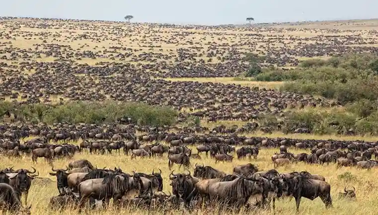 Serengeti National Park Great Migration Tanzania