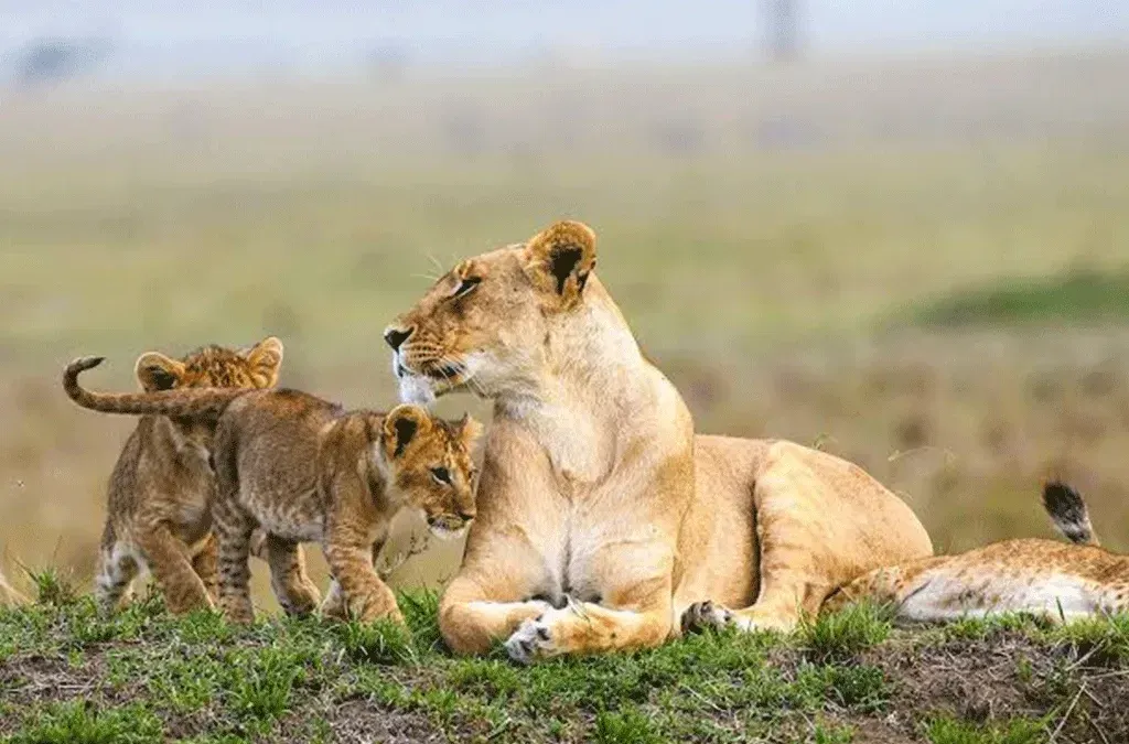 3 Days Serengeti Safari Package Tanzania 2026