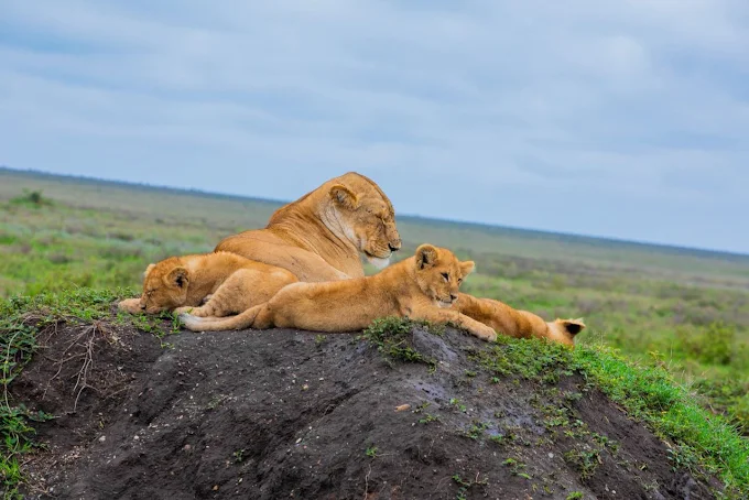 Lion pride and wildebeest migration in Serengeti during 4 Days Tanzania Safari