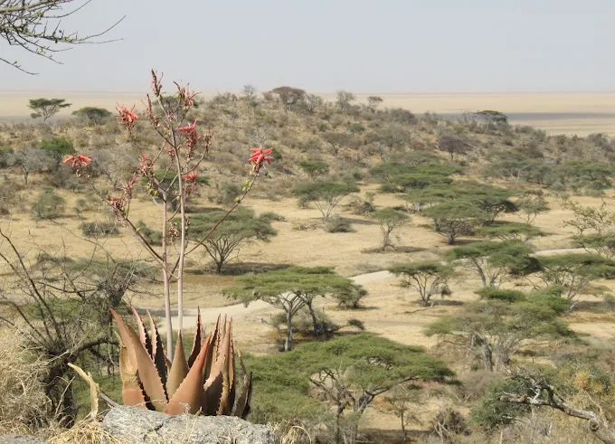 7 Days Private Serengeti & Ngorongoro