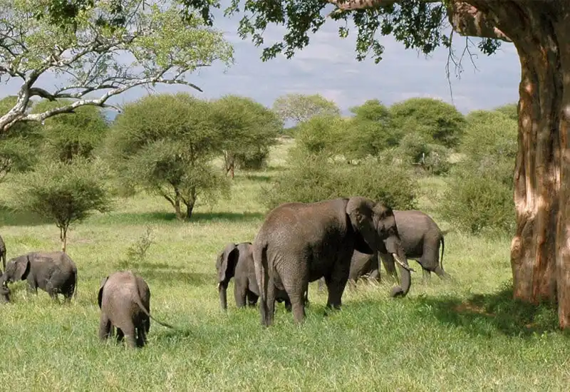 Tarangire National Park Elephants Baobabs Tanzania