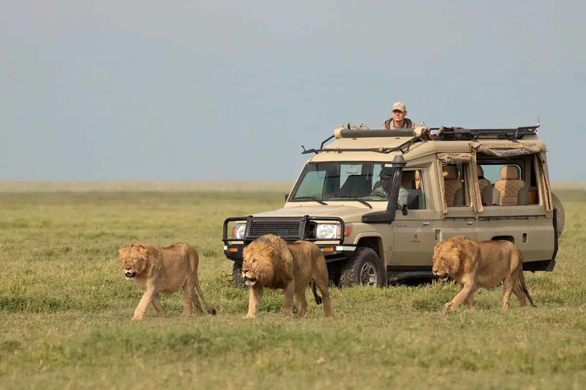 4 Days Northern Circuit Safari Tarangire Serengeti Ngorongoro