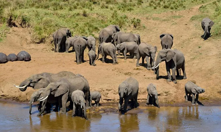 5 Days Tarangire Serengeti Ngorongoro Safari 2026