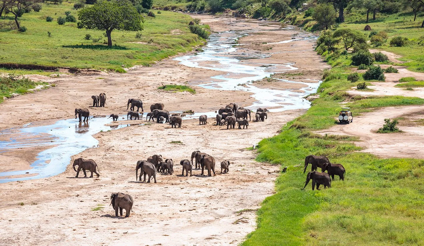 Tarangire Elephants